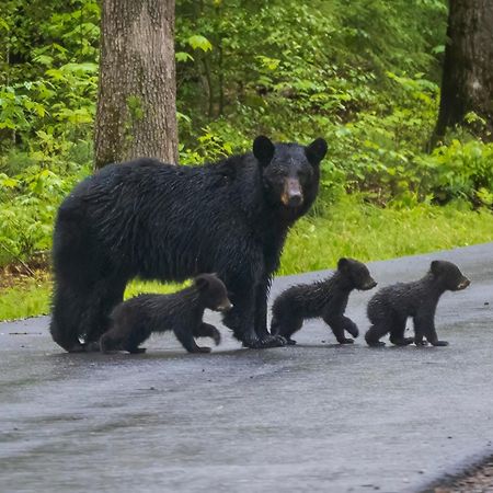 Three Bears Den, Hot Tub, Pool Table, Pool Access, 1089 Free Tickets Each Paid Day, Dollywood Inclu Vila Gatlinburg Exterior foto